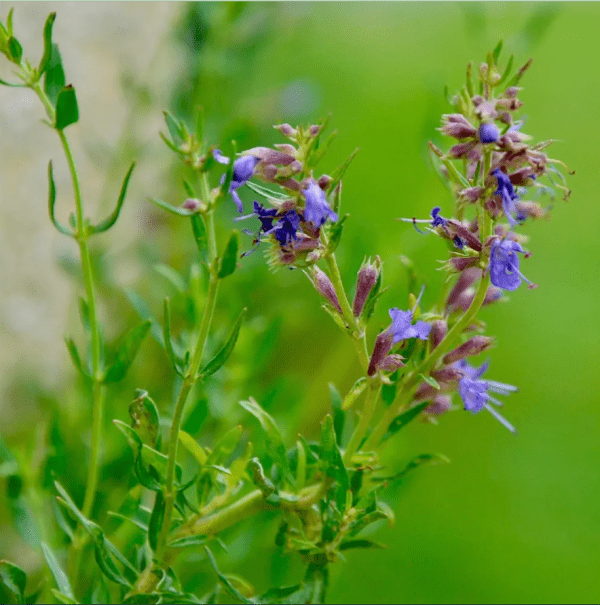 Anise Hyssop