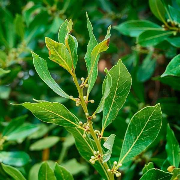 Bay Laurel