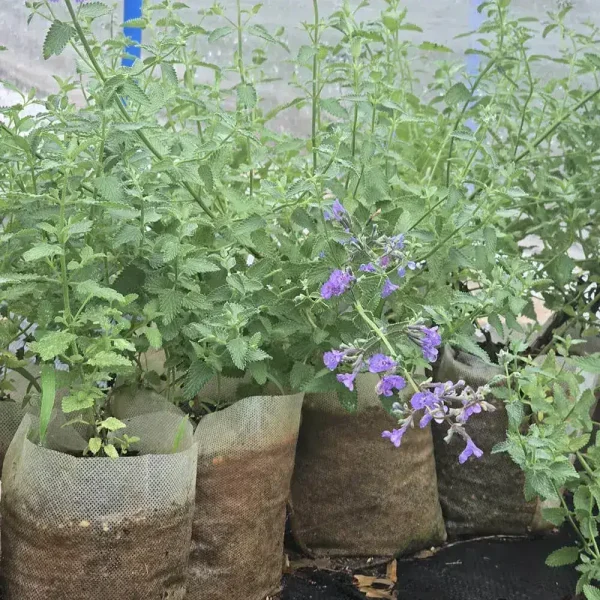 Catmint - Image 2