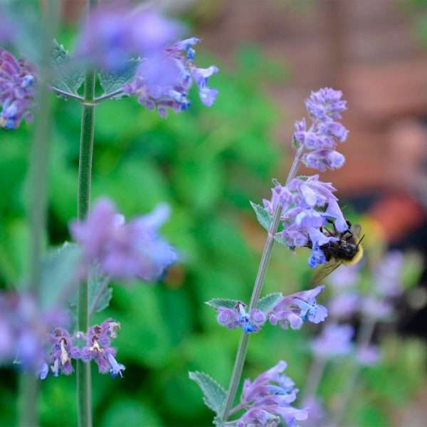 Catmint