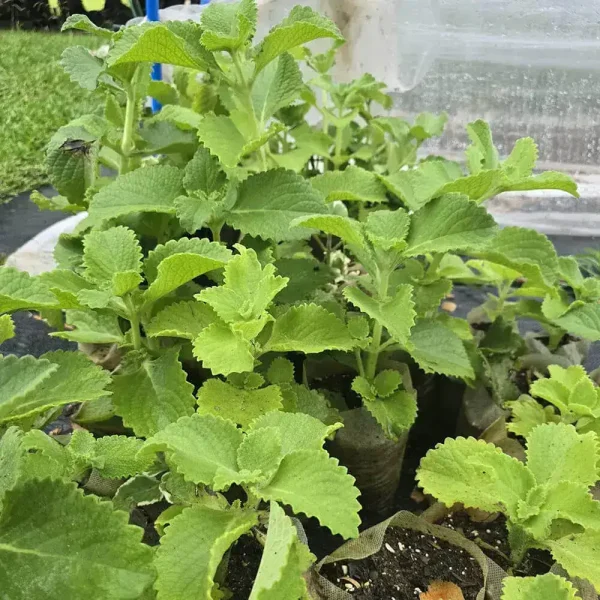 Cuban Oregano - Image 2