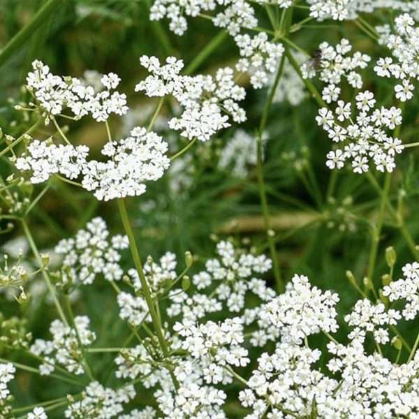 Cumin