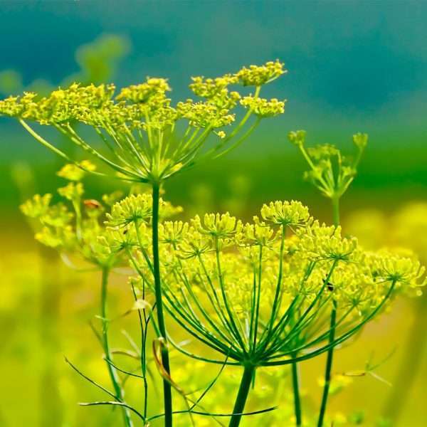 Dill 'Bouquet'