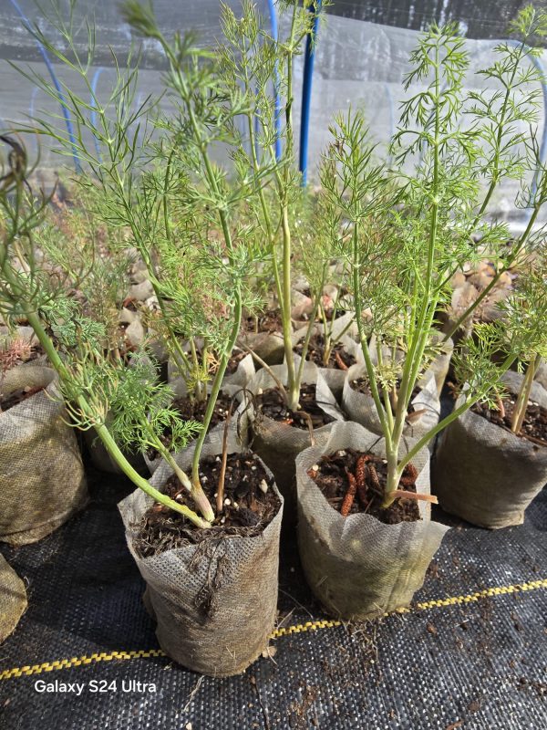 Dill 'Bouquet' - Image 2