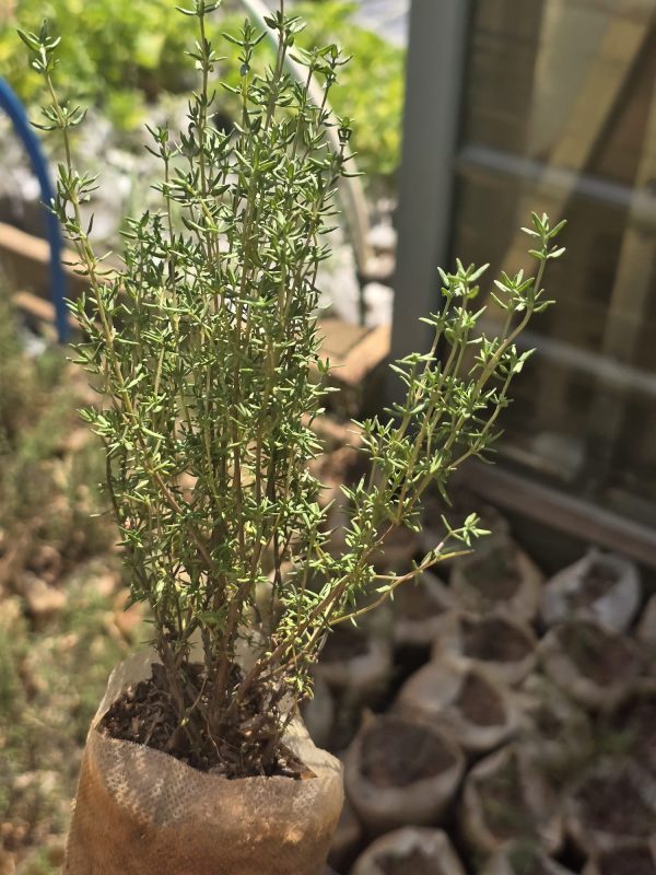 English Thyme - Image 2