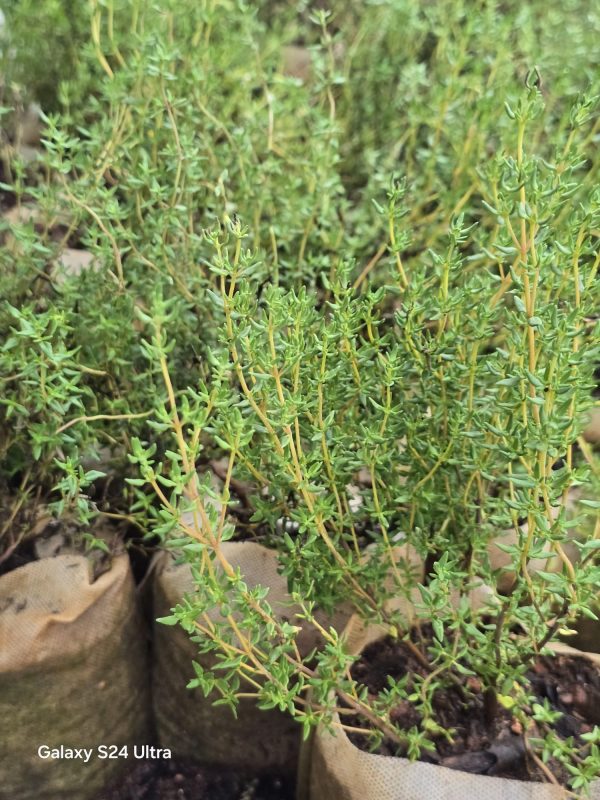 English Thyme - Image 3
