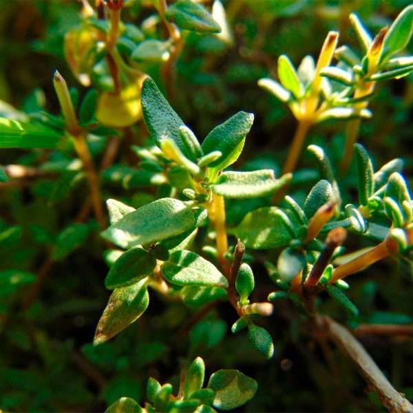 English Thyme