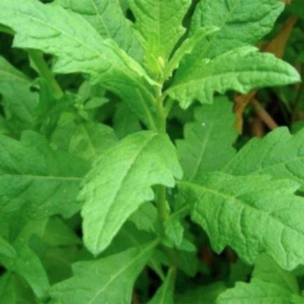 Epazote
