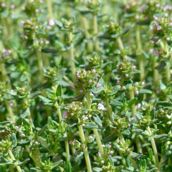 French Thyme