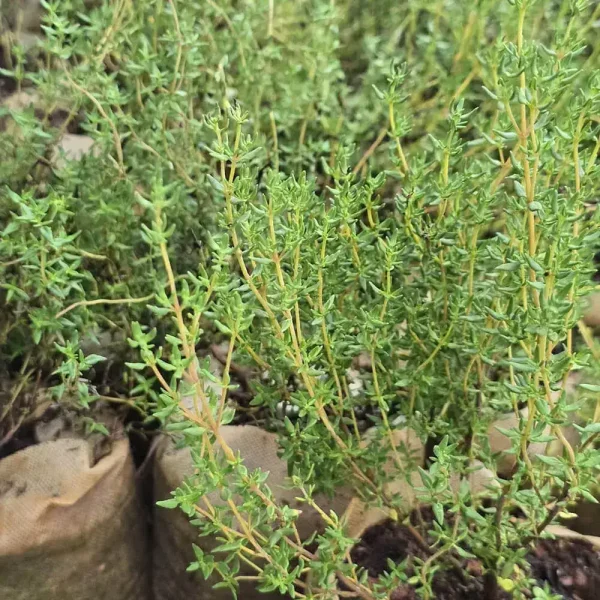 French Thyme - Image 2