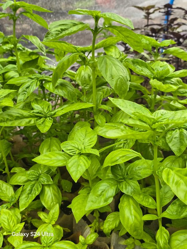 Genovese Basil - Image 2