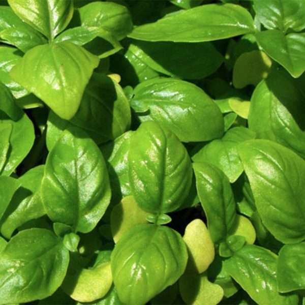 Genovese Basil