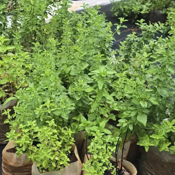 Greek Oregano - Image 2