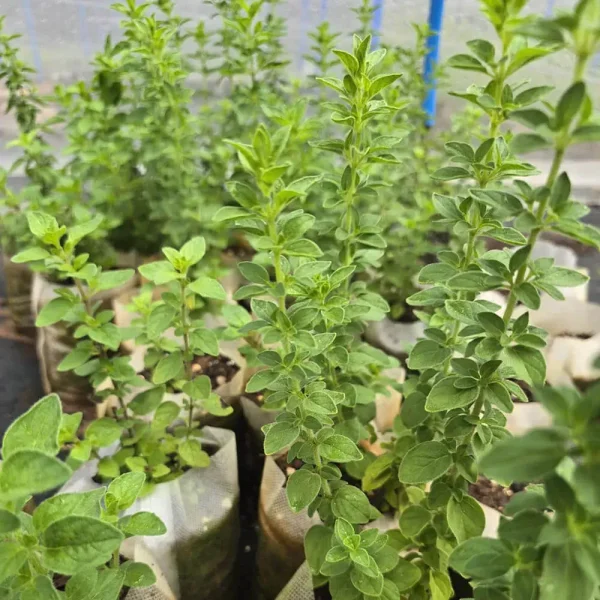 Italian Oregano - Image 2
