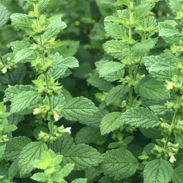 Lemon Balm
