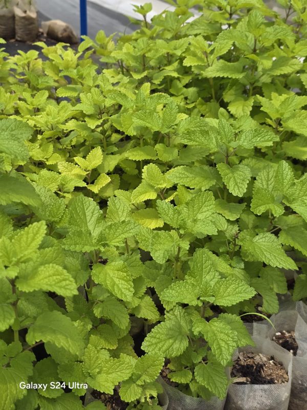 Lemon Balm - Image 2