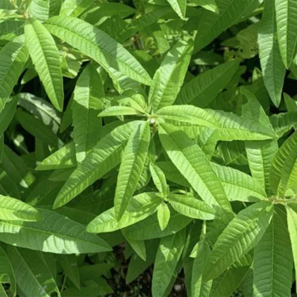 Lemon Verbena