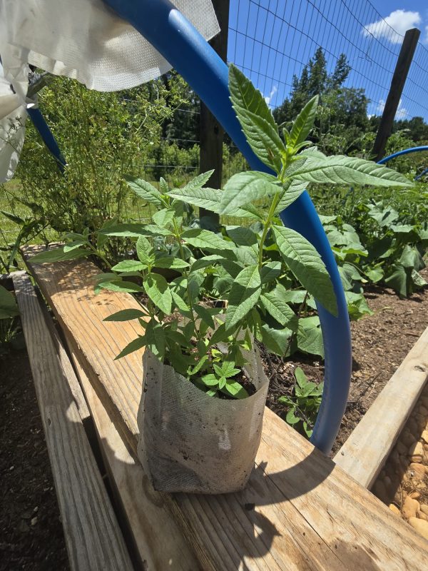 Lemon Verbena - Image 2
