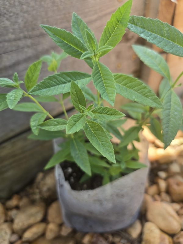 Lemon Verbena - Image 3