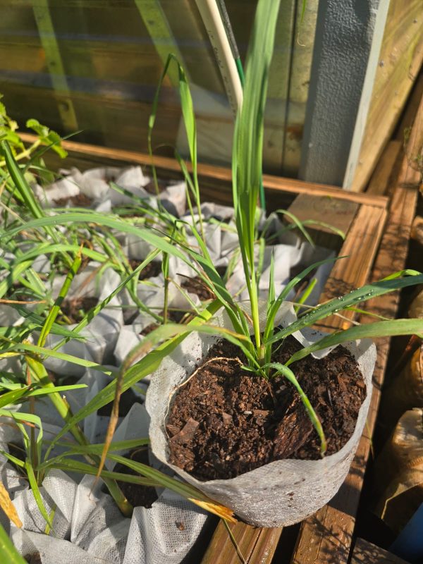 Lemongrass - Image 2