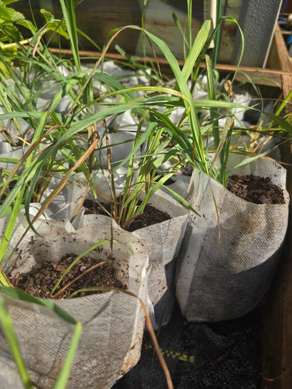 Lemongrass - Image 3