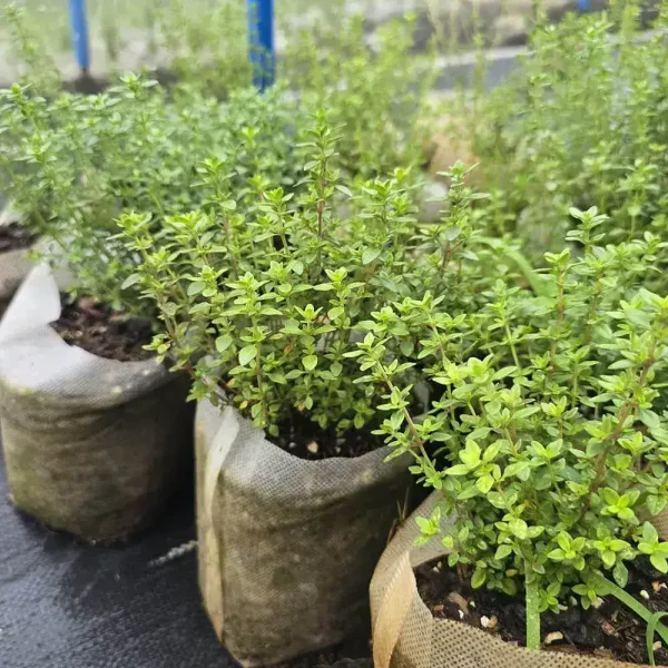 Lemon Thyme - Image 3