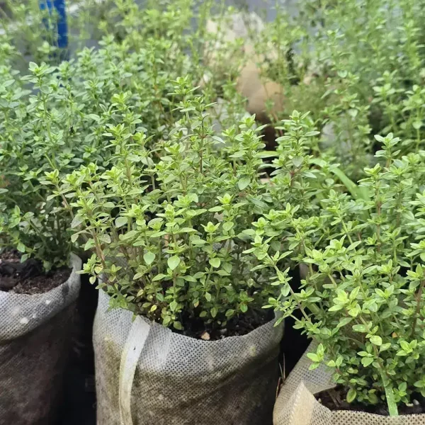 Lemon Thyme - Image 2