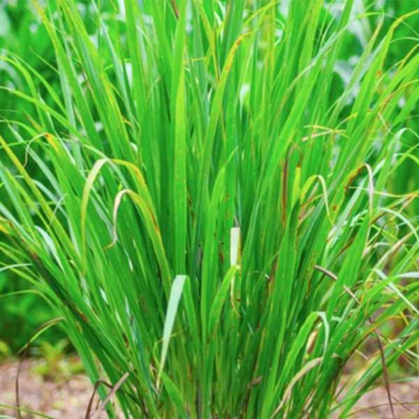 Lemongrass