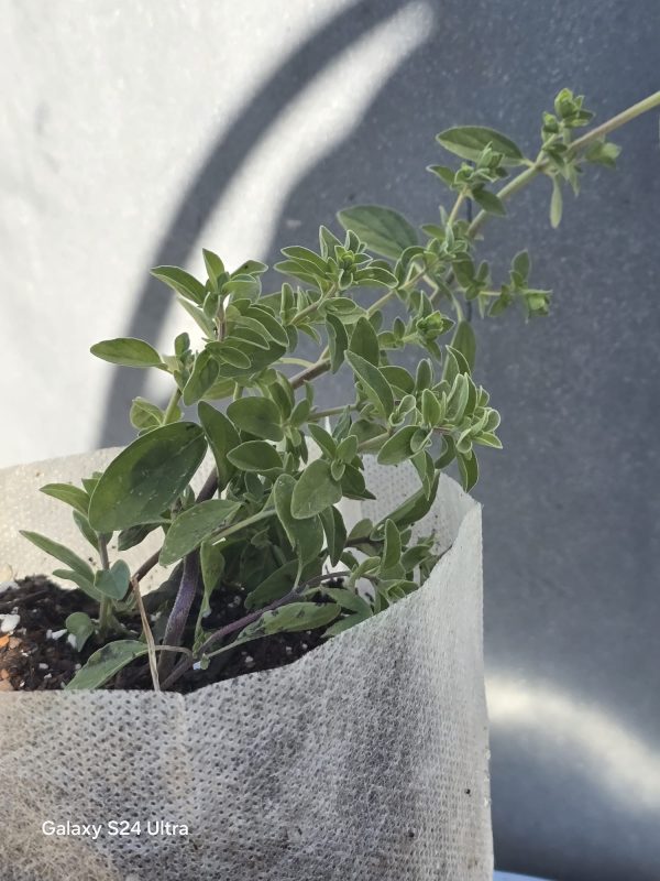 Marjoram 'Sweet' - Image 2