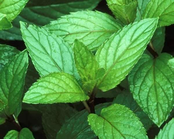 Mint 'Peppermint'