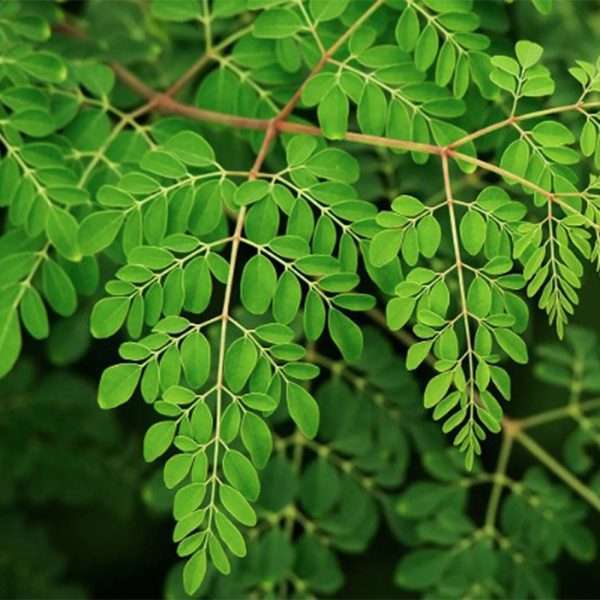 Moringa