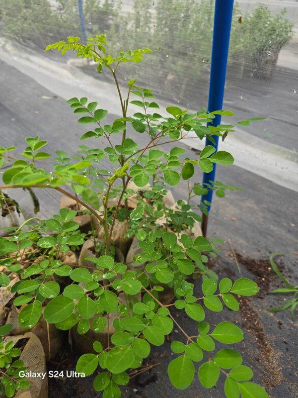 Moringa - Image 2