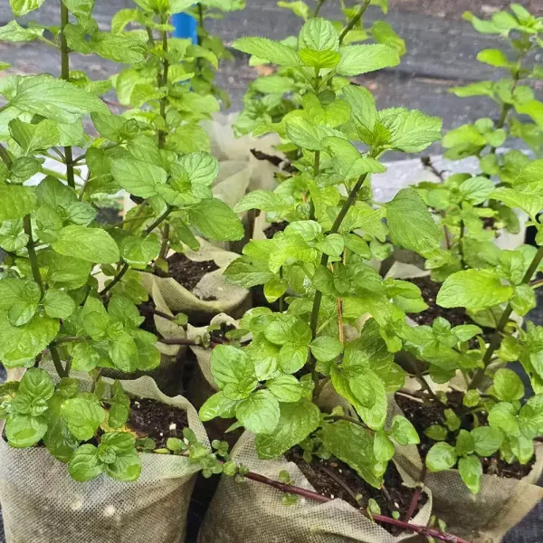 Orange Mint - Image 2