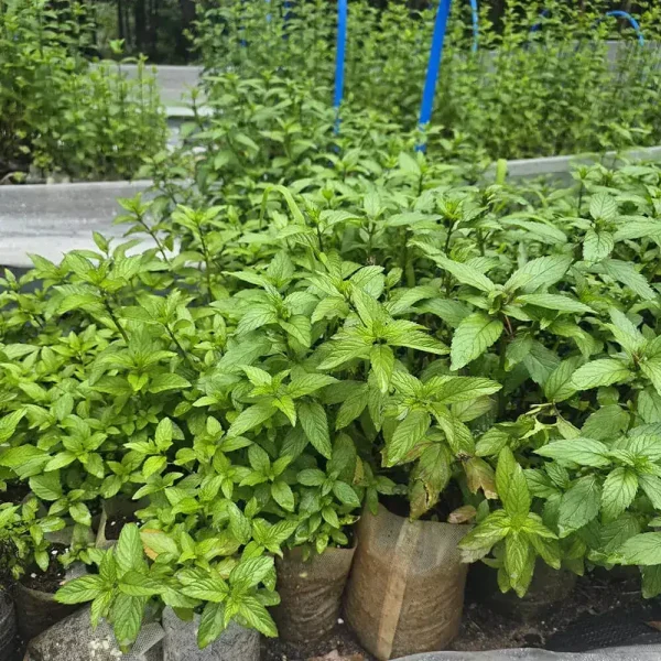 Mint 'Peppermint' - Image 2