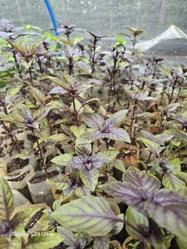Red Rubin Basil - Image 2