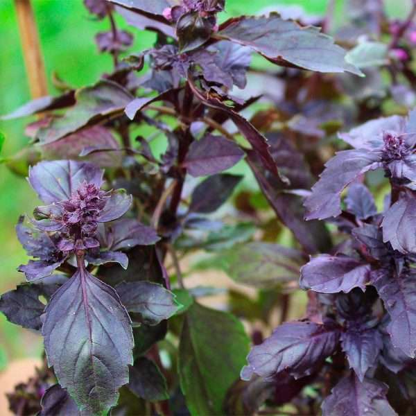 Red Rubin Basil