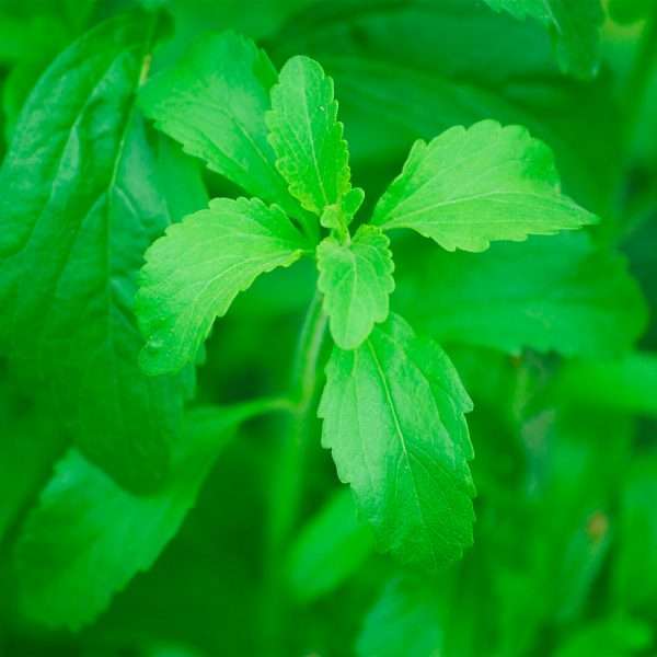 Stevia
