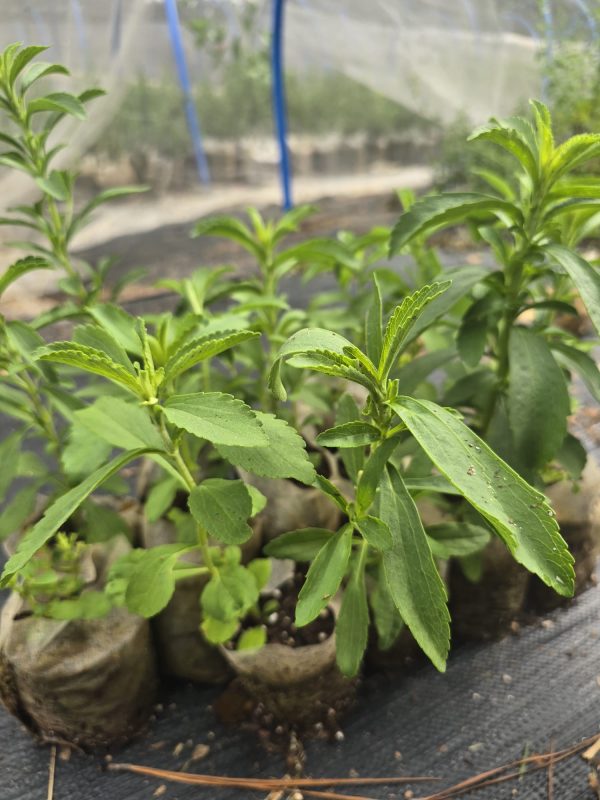 Stevia - Image 2