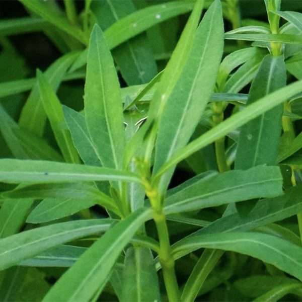 Tarragon