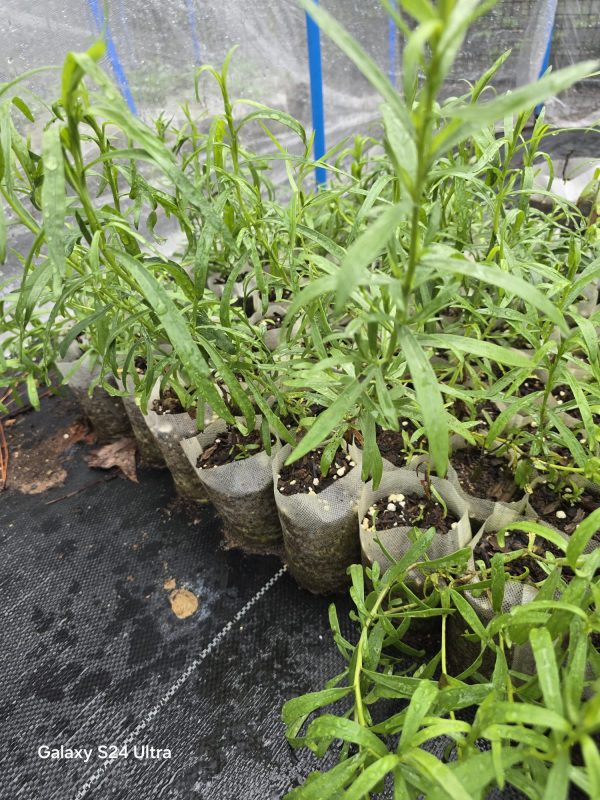 Tarragon - Image 2