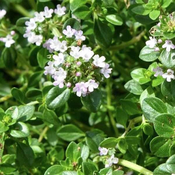 Lemon Thyme