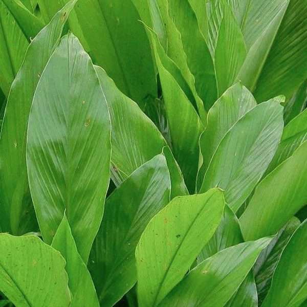Turmeric