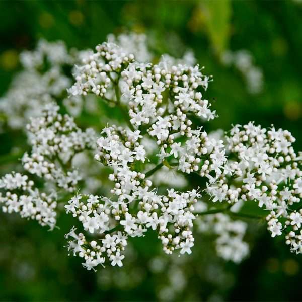 Valerian