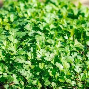 Cilantro