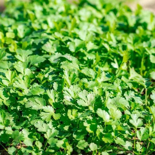 Cilantro