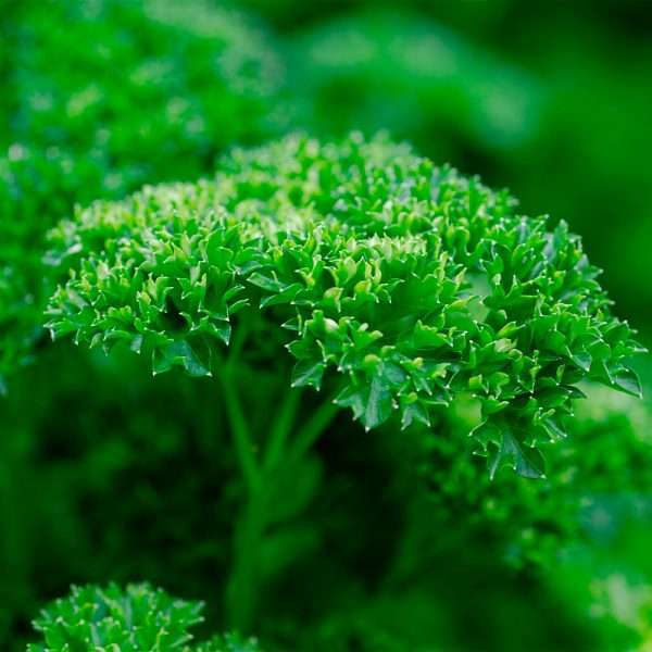 Curly Parsley