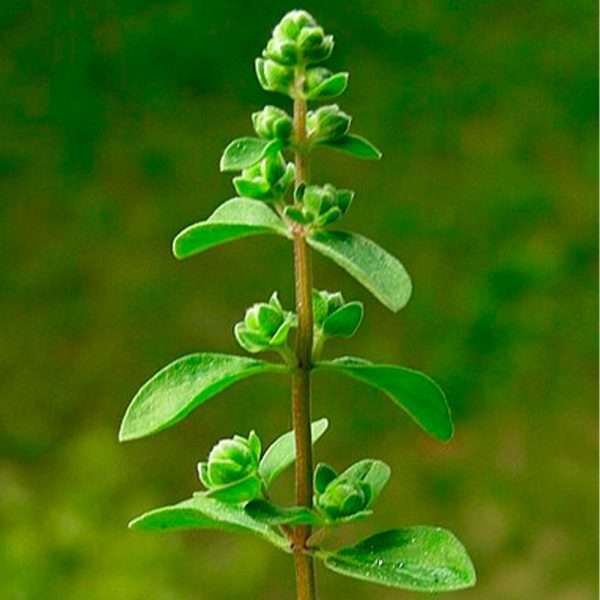 Marjoram 'Sweet'