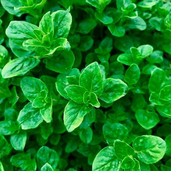 Italian Oregano