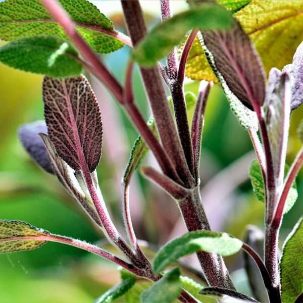 Purple Sage