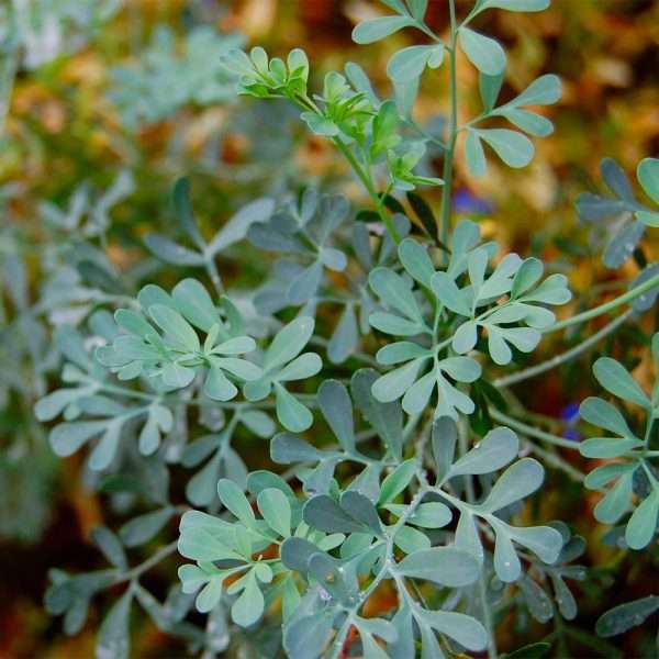 Rue (Ruta graveolens)